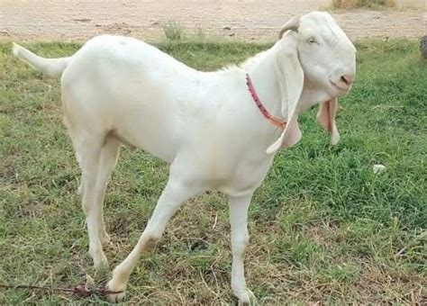 Rajanpuri Bakra