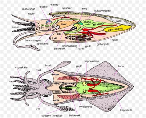 Cephalopod European Flying Squid Loligo Octopus Decapodiformes, PNG, 720x662px, Cephalopod ...