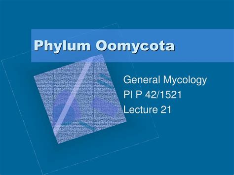 PPT - Phylum Oomycota PowerPoint Presentation - ID:661191