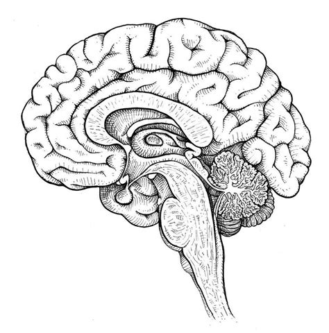 Human Brain Drawing, Biology Drawing, Biology Art, Brain Drawing Simple ...