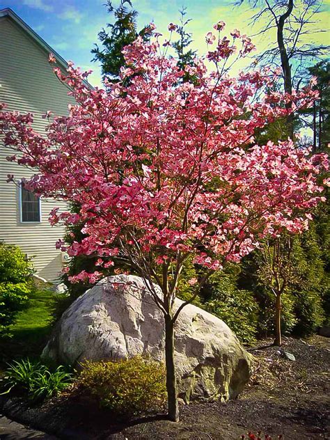 Cherokee Brave Dogwood — Affordable Trees