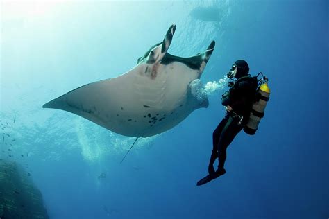 Sin sentido carro Montañas climáticas manta ray scuba diving ...