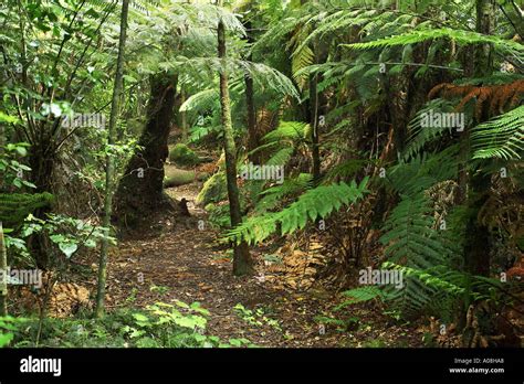 Track to Wairere Falls Wairere Falls Scenic Reserve Kaimai Ranges near Matamata Waikato New ...