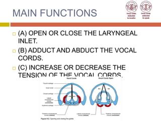 Laryngeal Muscles | PPT