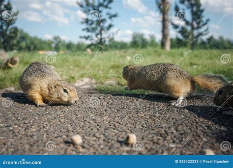 Funny gopher in the park stock image. Image of gophers - 232422233