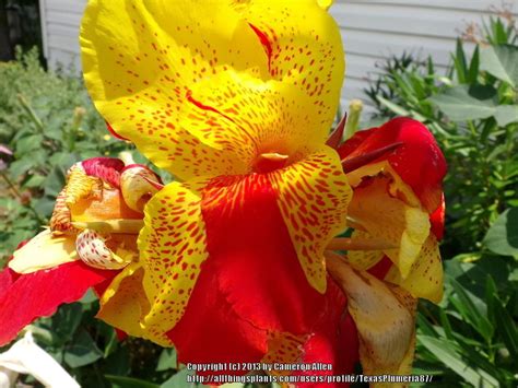 Cannas: Plant Care and Collection of Varieties - Garden.org