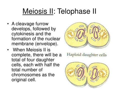 Telophase 2 Meiosis