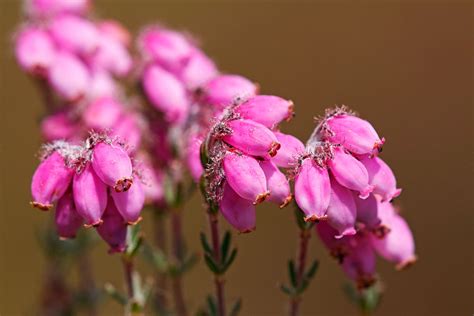 A guide to Scottish heather, one of Scotland's famous plants