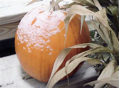 First signs of winter...frost on the pumpkin | Winter frost, Pumpkin, Frost