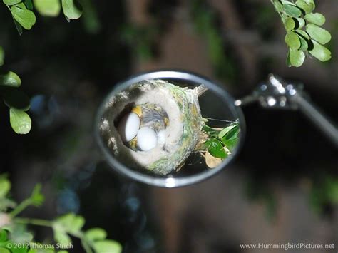 Hummingbird Eggs in Nest