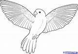 How To Draw A Easy Bird Flying sketch template