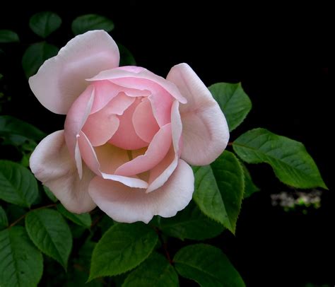 Pink Rose Flower · Free photo on Pixabay