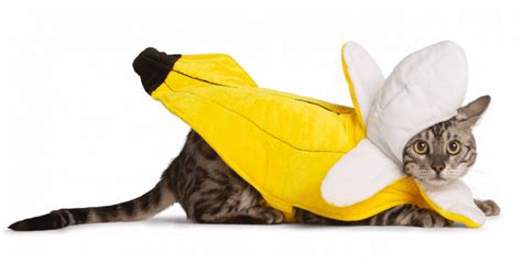 35 Cat Halloween Costumes — Funny Halloween Costumes for Cats - Parade Pets