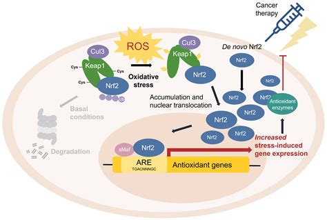 Antioxidants | Free Full-Text | Nrf2 and Oxidative Stress: A General Overview of Mechanisms and ...