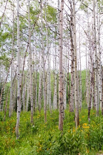 Premium Photo | Aspen forest near crested butte, colorado.