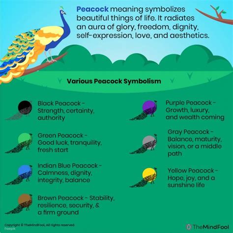 Peacock Meaning | Peacock Symbolism | Peacock Spiritual Meaning