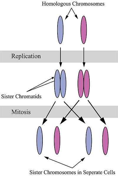 What Is A Homologous Chromosome? | Biology Explorer