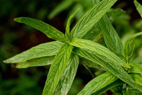 نبات الحبق او الجبق او النعناع طويل الأوراق واسمه العلمي Mentha longifolia - مشتلي