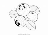 Blueberry 3 Coloring Page For Kids  Free Printable sketch template