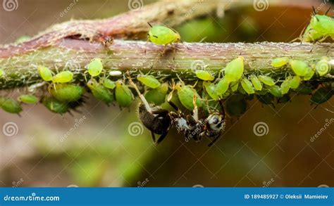 Ants Caring For Aphids, Symbiosis Of Insects In Their Natural Habitat, Farm Relations Between ...