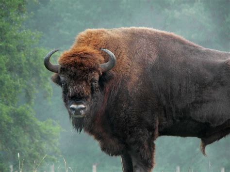 Bison look out | European bison, Bison, Fishing pictures