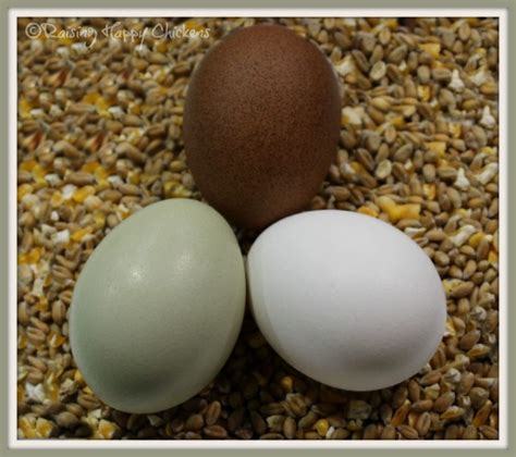 Cholesterol in eggs : can it kill you?