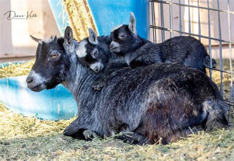 Pygmy Goats: The Adorable Miniature Breed