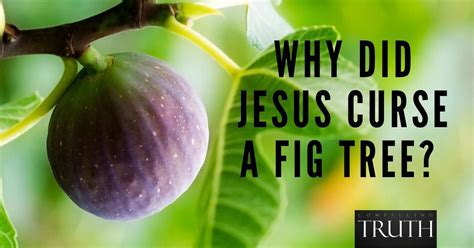 Why did Jesus curse a fig tree? What is the importance of Jesus cursing ...