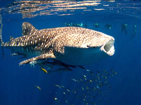 Our Partners - Exmouth Adventure Co - Ningaloo Reef Eco Tours