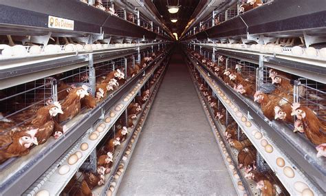 New Zealand announces plans to phase out battery cages - Farming UK News