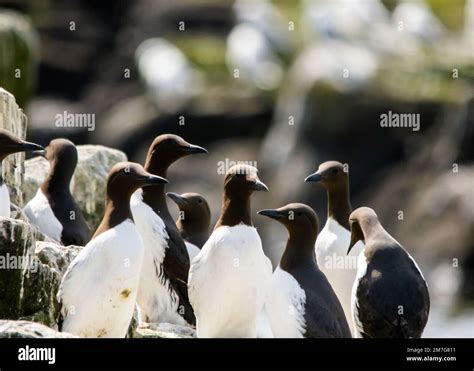 Guillemot colonies nesting on sea cliffs in the UK Stock Photo - Alamy