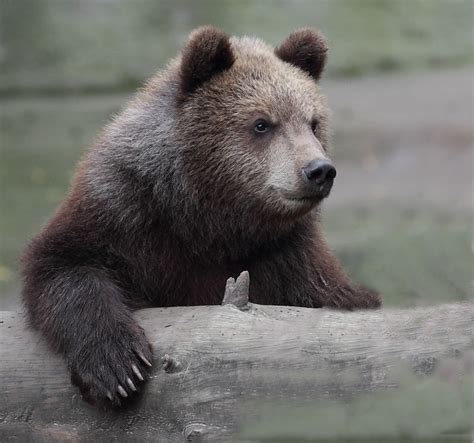 Kamchatka Brown-Bear Cub | Dieter Müßler | Flickr