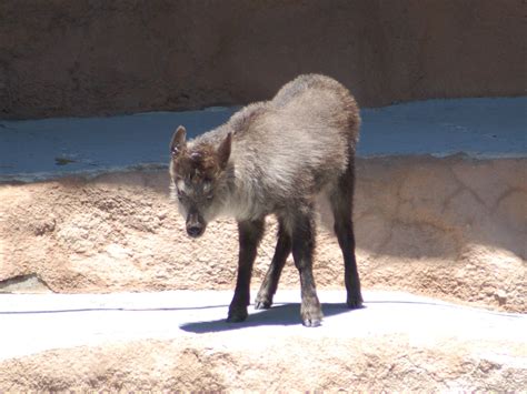 The Online Zoo - Japanese Serow