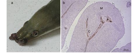 Anguilla anguilla. Clinical appearance and microstructure of the... | Download Scientific Diagram