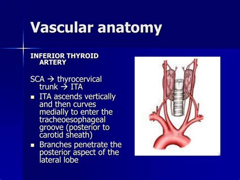 PPT - Thyroid Anatomy PowerPoint Presentation - ID:177790