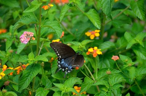 Swallowtail Butterfly Garden - Free photo on Pixabay - Pixabay