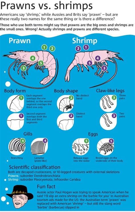 Prawn vs Shrimp | Ikan