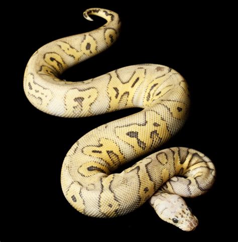 Clown Ball Python Morph Guide (With Pictures) - Reptile Advisor