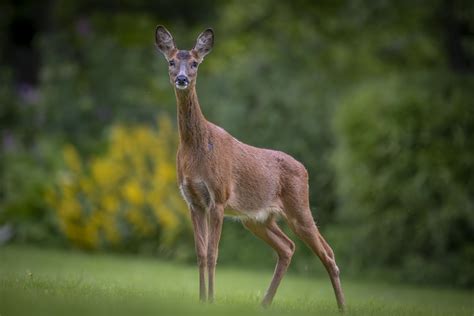 Know your Subject - Wildlife Photography Scotland