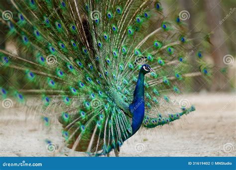 A Peacock Displaying His Plumage Stock Photo - Image of bird, beauty: 31619402