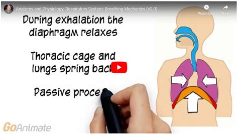 Lung Sound Assessment