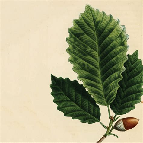 Chestnut oak - Nursery Management