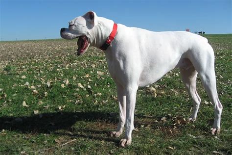 Dog Park! | He's yawning. His life is tiresome. | Wendy Berry | Flickr