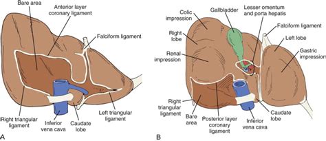 Liver Anatomy Model