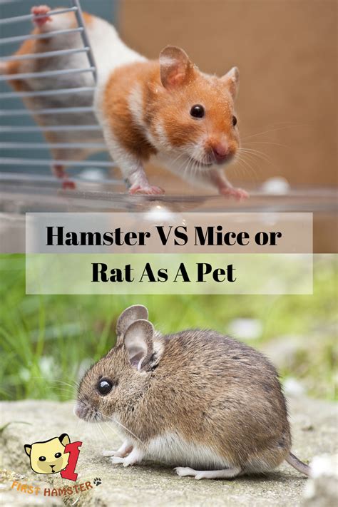 Hamster vs Rats And Mice – Which Should You Keep As Pets ? | Pet rats, Pet mice, Pet rat cages