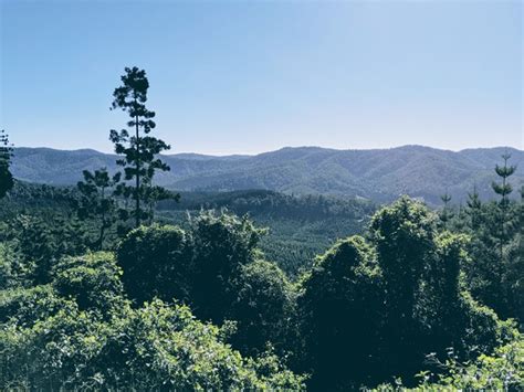 Conondale National Park - Aussie Bushwalking