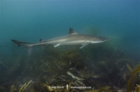 Tope Shark - Galeorhinus galeus