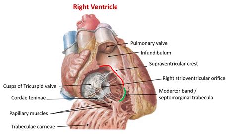 Heart - External and Internal Features - Anatomy QA