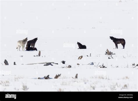 Gray wolves, howling Stock Photo - Alamy