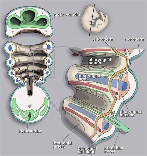 Branchial Apparatus (Pharyngeal arches and pouches) : Mnemonics | Epomedicine